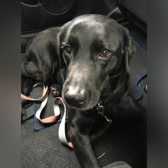 Meet your Posher, Steven - Picture 4 of 5